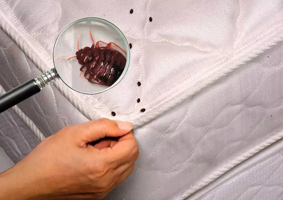 Як позбавитися від клопів